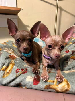 Rescue Chihuahua Dogs for Adoption in Georgetown, Colorado - Abby & Grace | PetCurious
