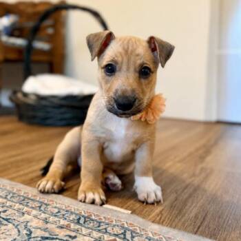 Eeyore Pooh Miss Personality -  Pit Bull Terrier and Chihuahua Dog for Adoption in Friendswood, Texas - Eeyore Pooh Miss Personality | PetCurious