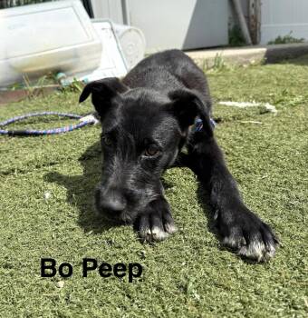 Bo Peep -  Terrier Dog for Adoption in Gilberts, Illinois - Bo Peep | PetCurious