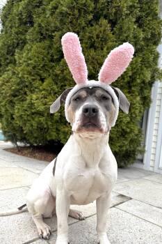 American Staffordshire Terrier and Pit Bull Terrier Dogs Available for Adoption - Ellie | PetCurious