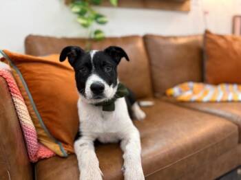 Labrador Retriever and Pit Bull Terrier Dogs Available for Adoption - Jaxson Happy-go-lucky Mcsnugglepants | PetCurious