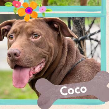 Coco -  Pit Bull Terrier Dog for Adoption in Houston, Texas - Coco | PetCurious