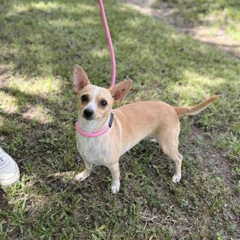 Lambkin -  Chihuahua and Mixed Breed Dog for Adoption in Carencro, Louisiana - Lambkin | PetCurious