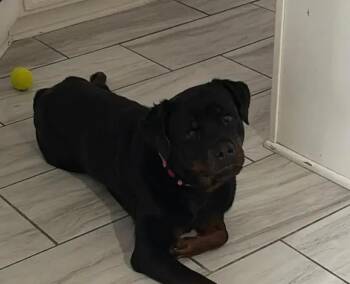 Memphis -  Rottweiler Dog for Adoption in Polk, Ohio - Memphis | PetCurious
