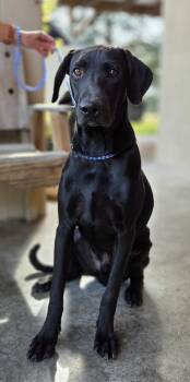Zeus -  Pointer and Labrador Retriever Dog for Adoption in Parsons, Kansas - Zeus | PetCurious