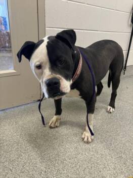 MR. MAN -  Pit Bull Terrier and Mixed Breed Dog for Adoption in Loveland, Colorado - MR. MAN | PetCurious