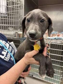 Plott Hound and Mixed Breed Dogs Available for Adoption - CARLY | PetCurious