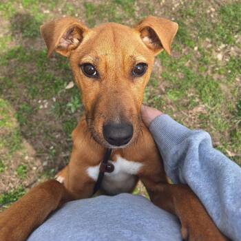 Mixed Breed Dogs Available for Adoption - Grocery | PetCurious