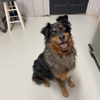Australian Shepherd Dogs Available for Adoption - Ms. Stella | PetCurious