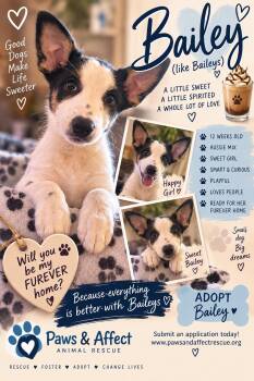 Bailey -  Australian Shepherd Dog for Adoption in Crystal Lake, Illinois - Bailey | PetCurious
