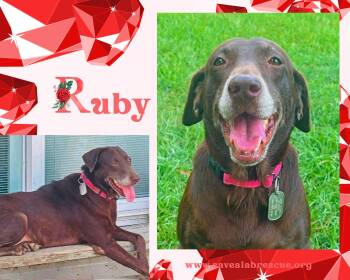 Ruby -  Labrador Retriever and Chocolate Labrador Retriever Dog for Adoption in Middletown, Rhode Island - Ruby | PetCurious