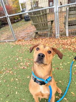 Rescue Mixed Breed Dogs for Adoption in Media, Pennsylvania - Dean | PetCurious