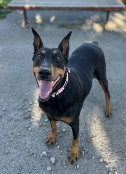 Loki -  Doberman Pinscher Dog for Adoption in Buffalo, New York - Loki | PetCurious