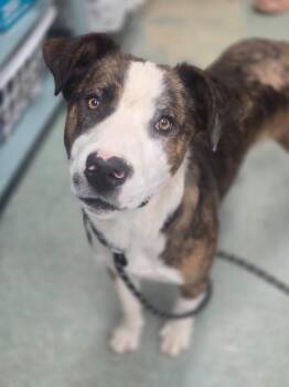 Big Rig -  Collie and Mixed Breed Dog for Adoption in Danielsville, Georgia - Big Rig | PetCurious