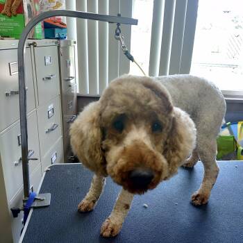 Standard Poodle Dogs Available for Adoption in Carrollton, Ohio - 26-051 | PetCurious