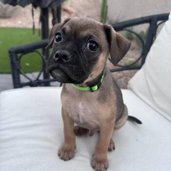 Pug and Terrier Dogs Available for Adoption - Dylan  | PetCurious