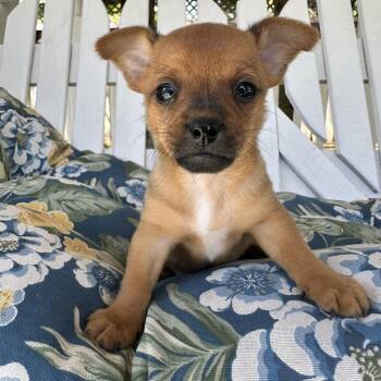 Mixed Breed Dogs Available for Adoption in San Francisco, California - Pluto | PetCurious