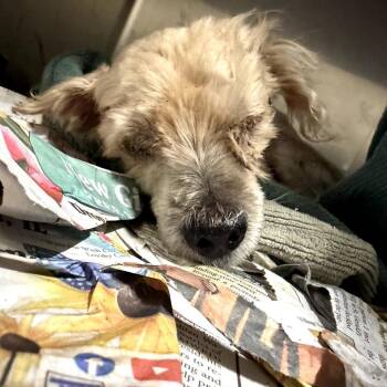 Sir Rendolgor -  Lhasa Apso Dog for Adoption in Northbrook, Illinois - Sir Rendolgor | PetCurious