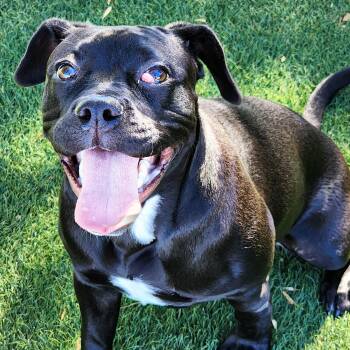 Rescue Boxer and Boston Terrier Dogs for Adoption in Antioch, California - Kiwi | PetCurious