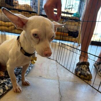 Casper -  Chihuahua Dog for Adoption in Webster, Texas - Casper | PetCurious