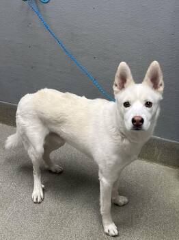 Husky and Mixed Breed Dogs Available for Adoption in Las Vegas, Nevada - RIN TIN TIN | PetCurious