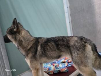 Rescue Mixed Breed Dogs for Adoption in Cumming, Georgia - Jingle 1812-25 | PetCurious