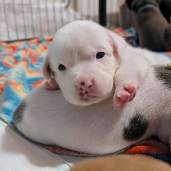 Labrador Retriever and Mastiff Dogs Available for Adoption in Fairfax Station, Virginia - Birdie Pup - Dove | PetCurious