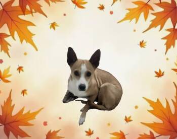 Pawcasso -  Chihuahua Dog for Adoption in Tacoma, Washington - Pawcasso | PetCurious
