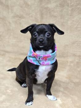 Chihuahua Dogs Available for Adoption - Morticia | PetCurious