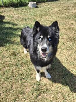 JACK -  Husky Dog for Adoption in Ironwood, Michigan - JACK | PetCurious