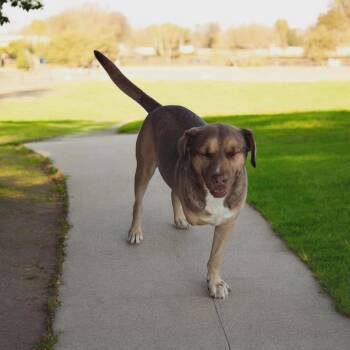 Tony -  Carolina Dog and None Dog for Adoption in San Diego, California - Tony | PetCurious
