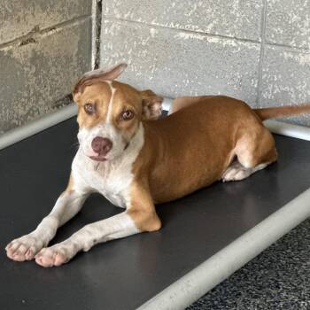 Rina -  Pit Bull Terrier Dog for Adoption in Beaumont, Texas - Rina | PetCurious
