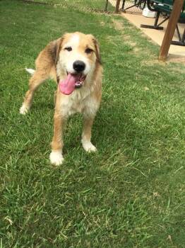 TOVI -  Fox Terrier Dog for Adoption in Grovetown, Georgia - TOVI | PetCurious