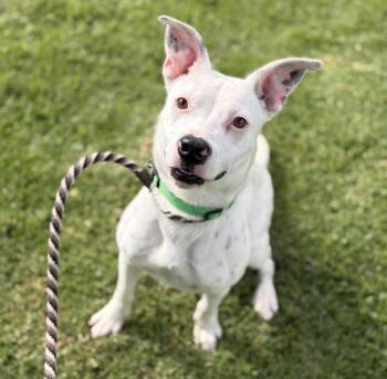 Twinkle Toes -  Pit Bull Terrier and Border Collie Dog for Adoption in Dublin, California - Twinkle Toes | PetCurious
