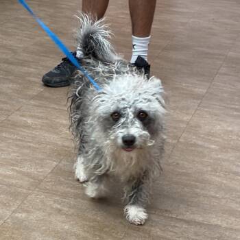 Poodle Dogs Available for Adoption - WAGS-Stray-20857 | PetCurious