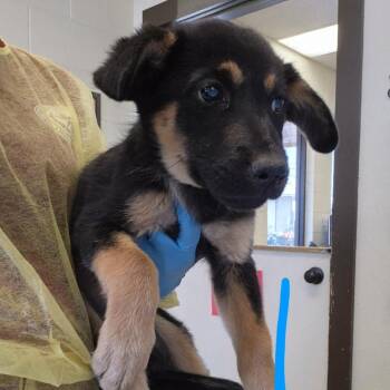 Mixed Breed and Shepherd Dogs Available for Adoption in Austin, Texas - Maudie | PetCurious