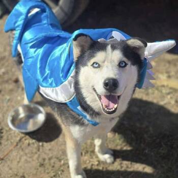 Rescue Siberian Husky and Husky Dogs for Adoption in Amarillo, Texas - Jonah | PetCurious