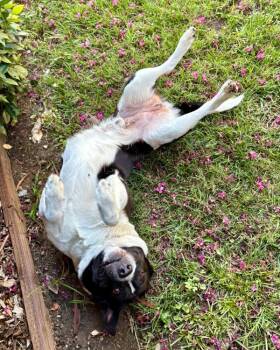 Cabo -  Pit Bull Terrier and Akita Dog for Adoption in Novato, California - Cabo | PetCurious