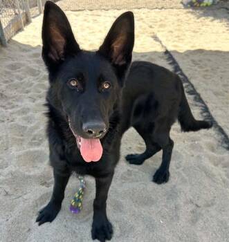 BRUCE -  German Shepherd Dog Dog for Adoption in Salinas, California - BRUCE | PetCurious