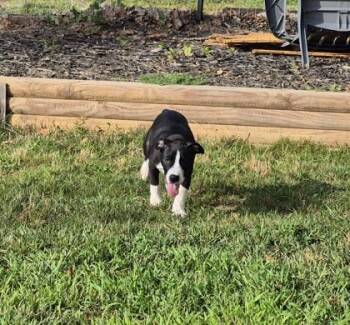 Anvil $50 Fostered -  Pit Bull Terrier and Mixed Breed Dog for Adoption in Seneca, South Carolina - Anvil $50 Fostered | PetCurious