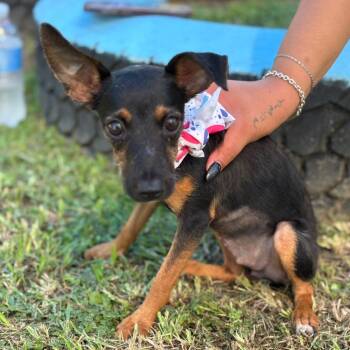 Mariposa -  Rat Terrier and Chihuahua Dog for Adoption in Humacao, Humacao - Mariposa | PetCurious