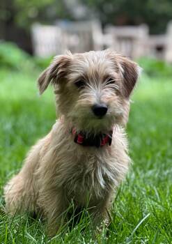 Terrier Dogs Available for Adoption in Collingswood, New Jersey - Molly | PetCurious
