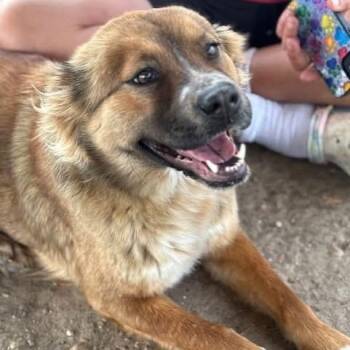 Australian Shepherd Dogs Available for Adoption - Kona  | PetCurious