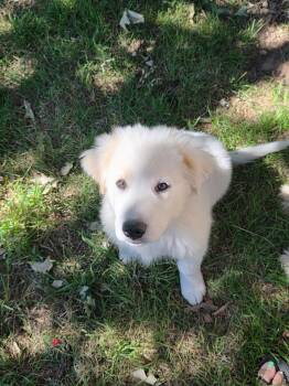 Fiona -  Great Pyrenees Dog Available for Adoption in Garland, Texas - Fiona | PetCurious