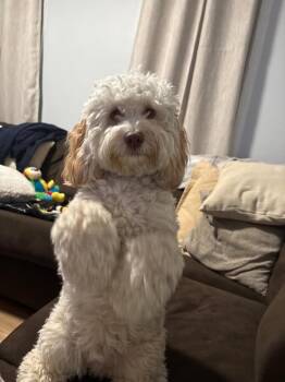 Otis -  Cockapoo Dog for Adoption in Walnutport, Pennsylvania - Otis | PetCurious