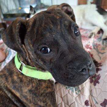 Rescue Mixed Breed Dogs for Adoption in Hagaman, New York - Timmy Two Teeth | PetCurious