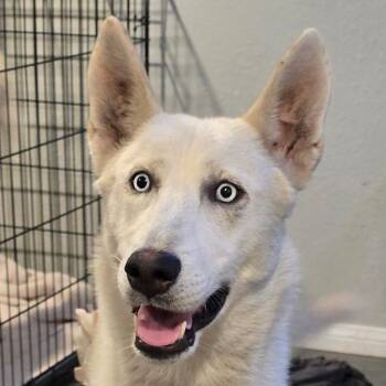 Rescue Siberian Husky and White German Shepherd Dogs for Adoption in San Rafael, California - Bohdi | PetCurious