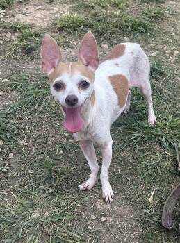 Rosette -  Chihuahua Dog for Adoption - Rosette | PetCurious