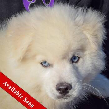 Husky and Pomeranian Dogs Available for Adoption - Pugsley | PetCurious