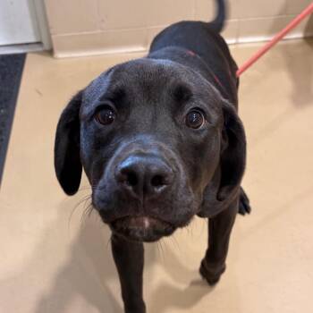 Wakanda -  Mixed Breed Dog for Adoption in Winston-salem, North Carolina - Wakanda | PetCurious